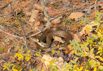 autumn leaves on the ground