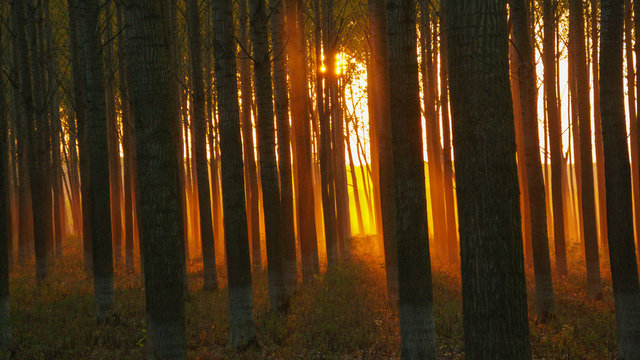 Mystic sunlight in the forest at evening © Midnightsoundscapes