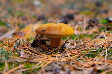 mushroom in the forest
