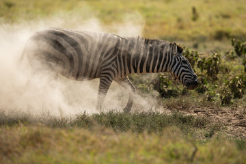Obraz na płótnie Canvas Zebra rolling over on the ground
