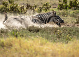 Obraz na płótnie Canvas Zebra rolling over on the ground