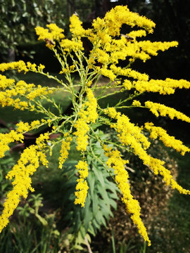 Biene auf gelben Bl&uuml;ten der Goldrute