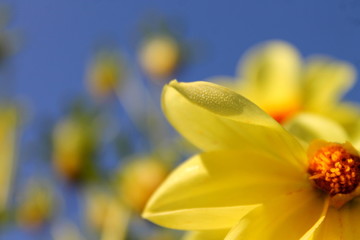 Fototapeta premium flower bed beautiful yellow flowers on the background of the summer blue sky photo