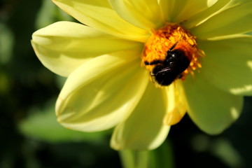 bumblebee on a beautiful garden yellow flower in summer
