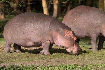 hippos on the bank