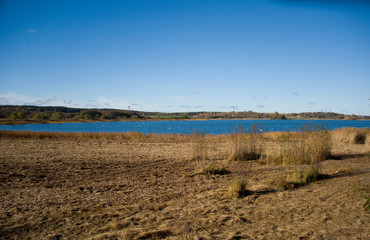 Rural landscape with forrest, sea, reeds and swans a late autumn at Mälaröarna, Stockholm
