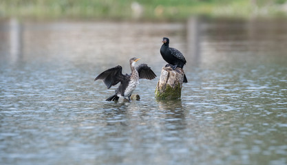 cormorants in the water
