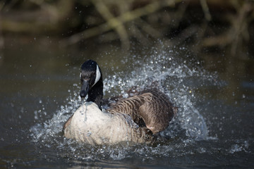 Kanadagans beim baden