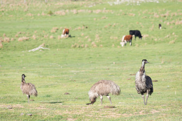 Emus walking and feeding in a field with cows