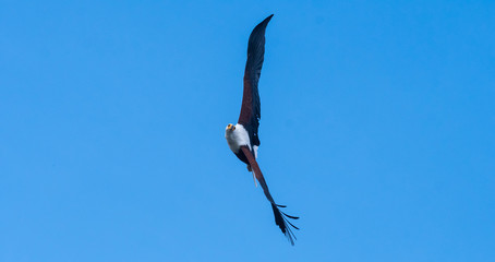 a lonely fish eagle