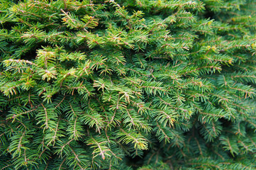 Picea abies nidiformis green tree brances