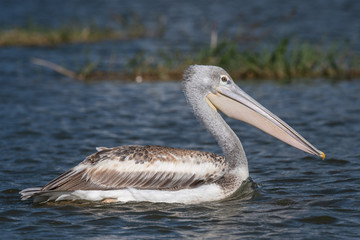 The swimming pelican