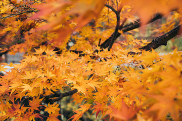 Maple Tree in Autumn Japan