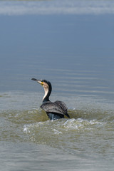 cormorant swimming in river
