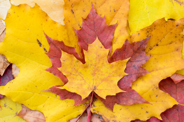 Autumn multicolored maple leaves in stack. Fall foliage decorative