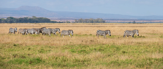 zebra walking in a line