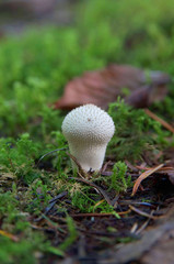 mushroom in forest
