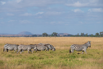 Fototapeta na wymiar zebra walking in a line