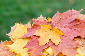 Autumn postcard with multicolored maple leaves in stack with green grassy background. Fall foliage decorative concept.