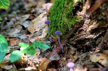 nature