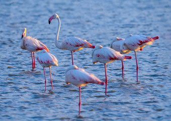 flamingo in sunset