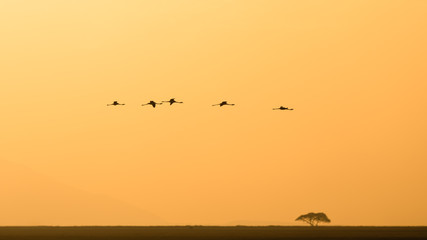 flamingo flying in back light
