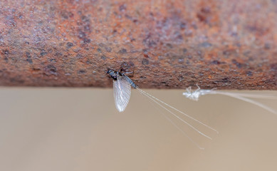 Macro of a Recently Hatched Trico Mayfly (Tricorythodes) with the Exoskeleton in the Background