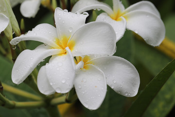 Obraz premium Closeup of white plumeria flowers with water droplets.