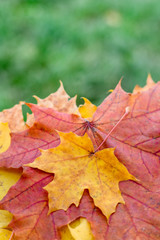 Autumn postcard with multicolored maple leaves in stack with green grassy background. Fall foliage decorative concept.