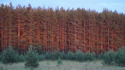 Pine forest is a wall in the rays of the sunset summer sun in the evening