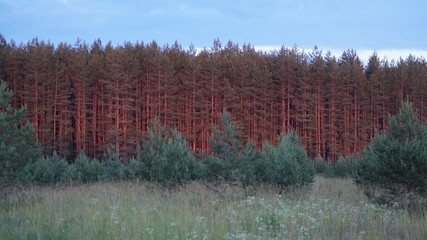 Pine forest is a wall in the rays of the sunset summer sun in the evening