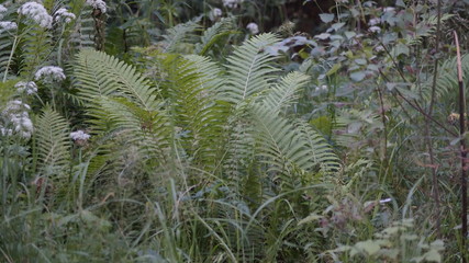 fern in forest