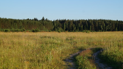 Field road in the summer in the background forest
