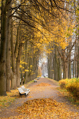 Alley in park at autumn.