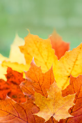 Autumn postcard with multicolored maple leaves with light green pale grassy background. Fall foliage decorative concept.