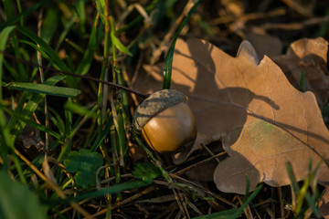 Acorn close-up on the leaves. Brown acorn in the forest