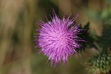 Eine Bl&uuml;te von einer Distel