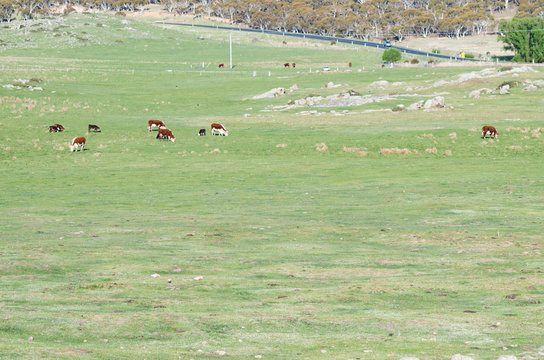 Gallahs in a field with cows