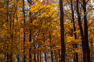 Yellowish Autumn trees