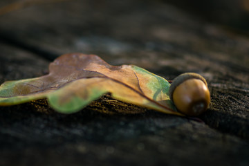 Acorn close-up on a wooden background. Acorn on a green-yellow sheet
