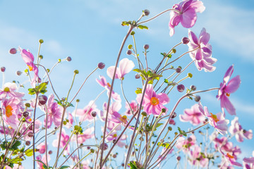Blumenwiese