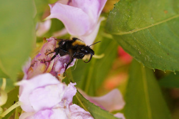  the bumblebee buzzes over the flower