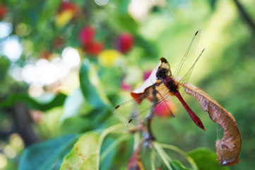 Dragonfly on an apple tree branch  