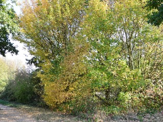Fototapeta premium Indian summer, Herbst