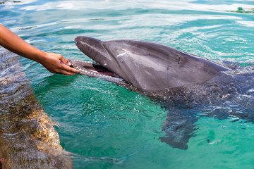 Human touch the Dolphins