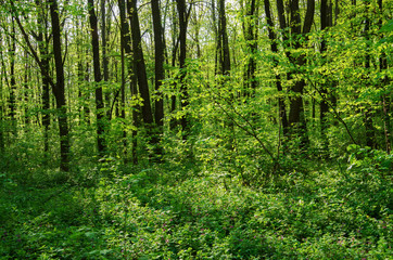 Fototapeta na wymiar Sunlight in the green forest, spring time