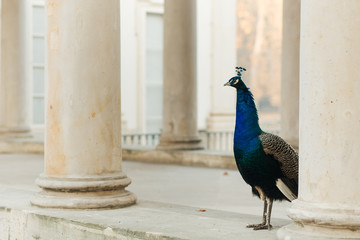 Peacock in Lazienki park, Warsaw, Poland. Photo with shallow depth of field.