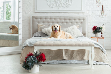 Fototapeta na wymiar Golden retriever puppy dog in luxurious bright colors classic eclectic style bedroom with king-size bed and bedside table, red flowers. Pets friendly hotel or home room.