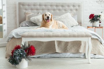 Golden retriever puppy dog in luxurious bright colors classic eclectic style bedroom with king-size...