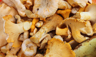 photo close-up of the harvest of edible red Fox mushrooms